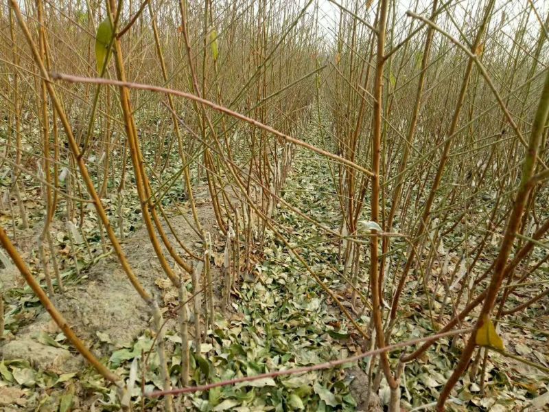 李子树苗果实好吃产量高规格齐全李子苗品种多样