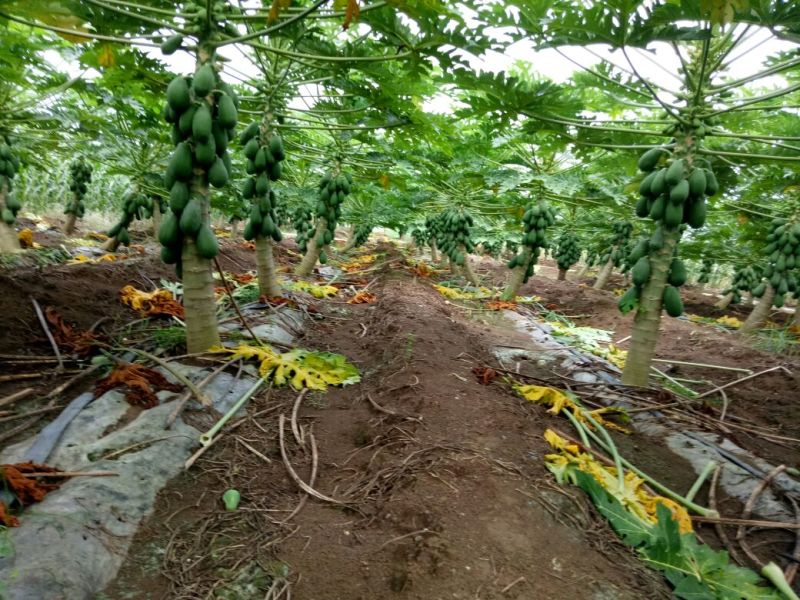 广西红心木瓜水果木瓜1~2.5对接各级客商