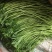 芦篙新鲜芦蒿菜去根去叶农家自种野菜泥蒿黎蒿