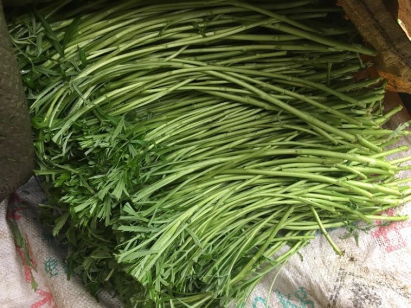 芦篙新鲜芦蒿菜去根去叶农家自种野菜泥蒿黎蒿