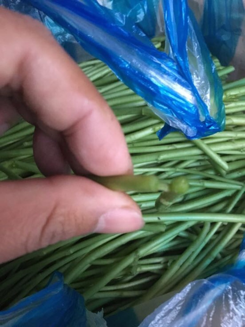 芦篙新鲜芦蒿菜去根去叶农家自种野菜泥蒿黎蒿