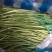 芦篙新鲜芦蒿菜去根去叶农家自种野菜泥蒿黎蒿