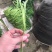 芦篙新鲜芦蒿菜去根去叶农家自种野菜泥蒿黎蒿