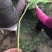 芦篙新鲜芦蒿菜去根去叶农家自种野菜泥蒿黎蒿