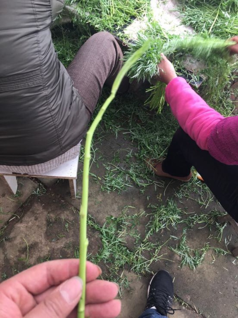 芦篙新鲜芦蒿菜去根去叶农家自种野菜泥蒿黎蒿