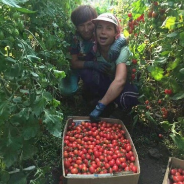 千禧圣女果诚信供应