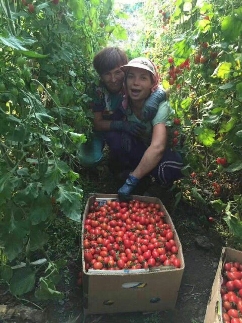 千禧圣女果诚信供应