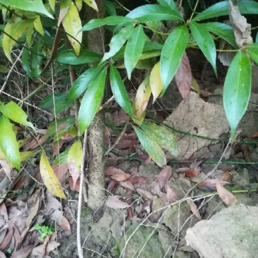 小叶桢楠地径1～2公分左右，俗称金丝楠。地苗裸根