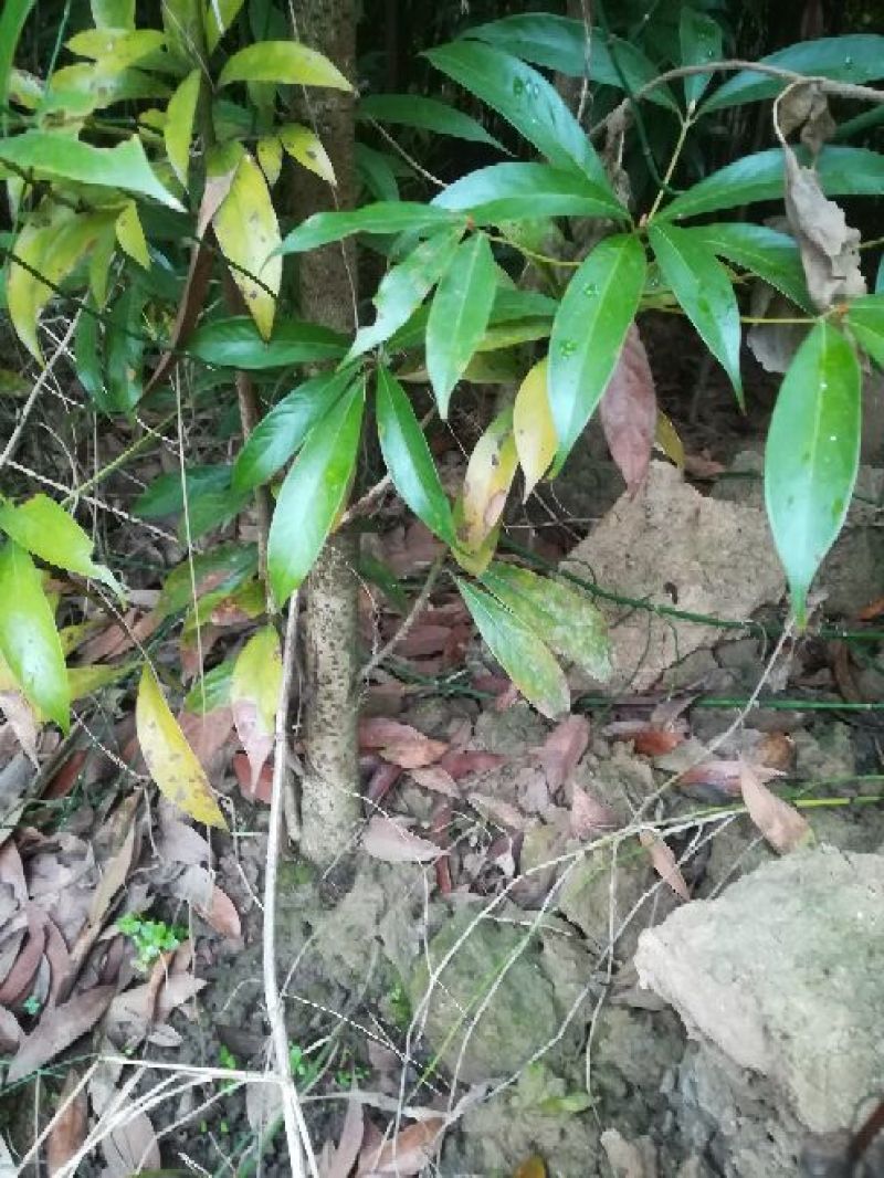 小叶桢楠地径1～2公分左右，俗称金丝楠。地苗裸根