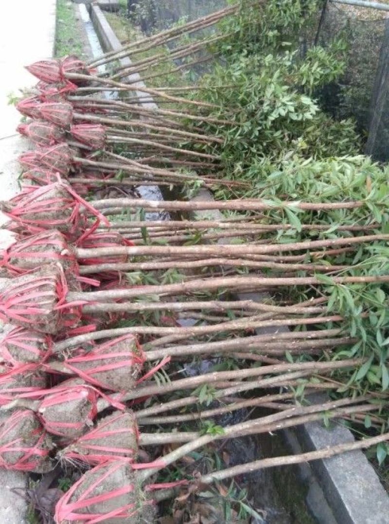 楠木苗地径2公分