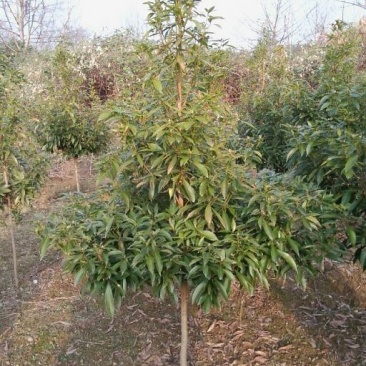 楠木苗地径2公分