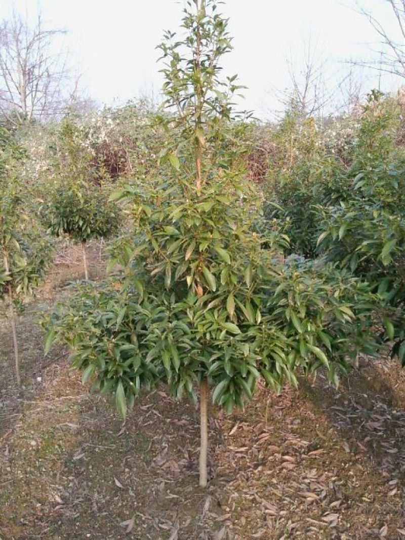 楠木苗地径2公分