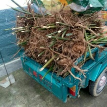 覆盆子苗
