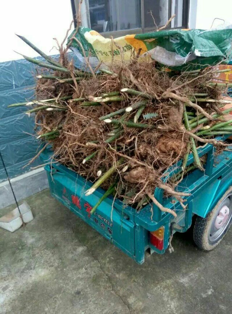 覆盆子苗