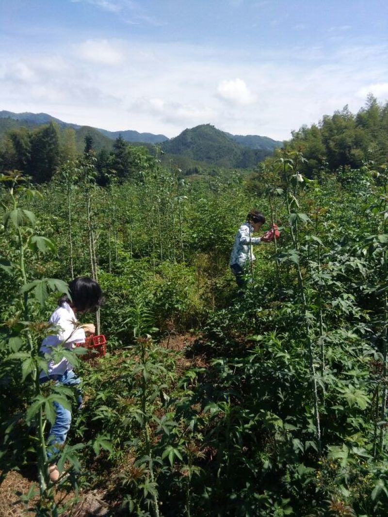 覆盆子苗
