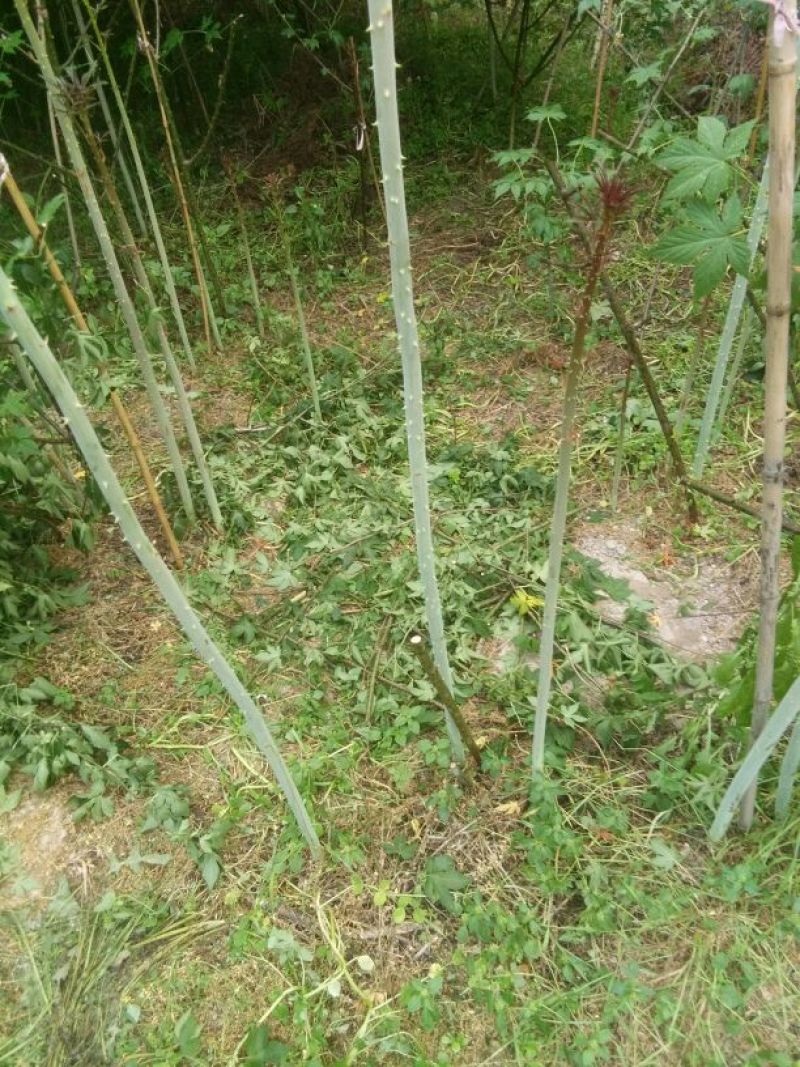 覆盆子苗