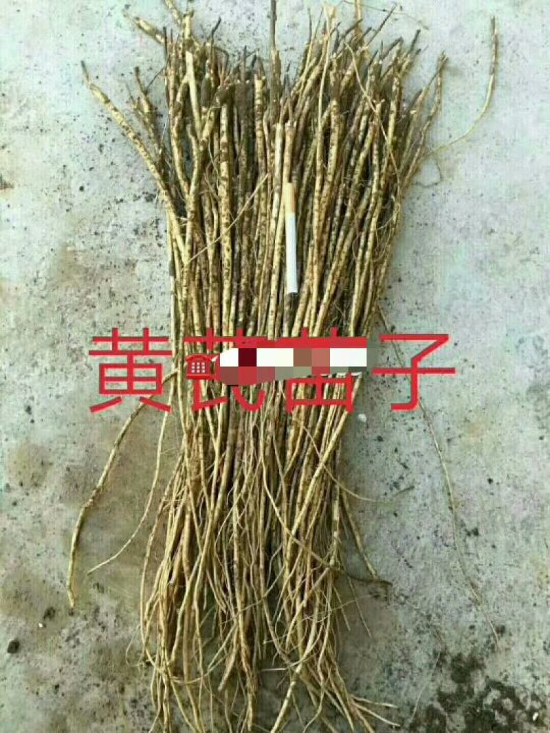 黄芪种子85%以上