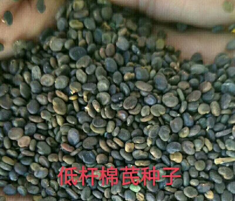 黄芪种子85%以上