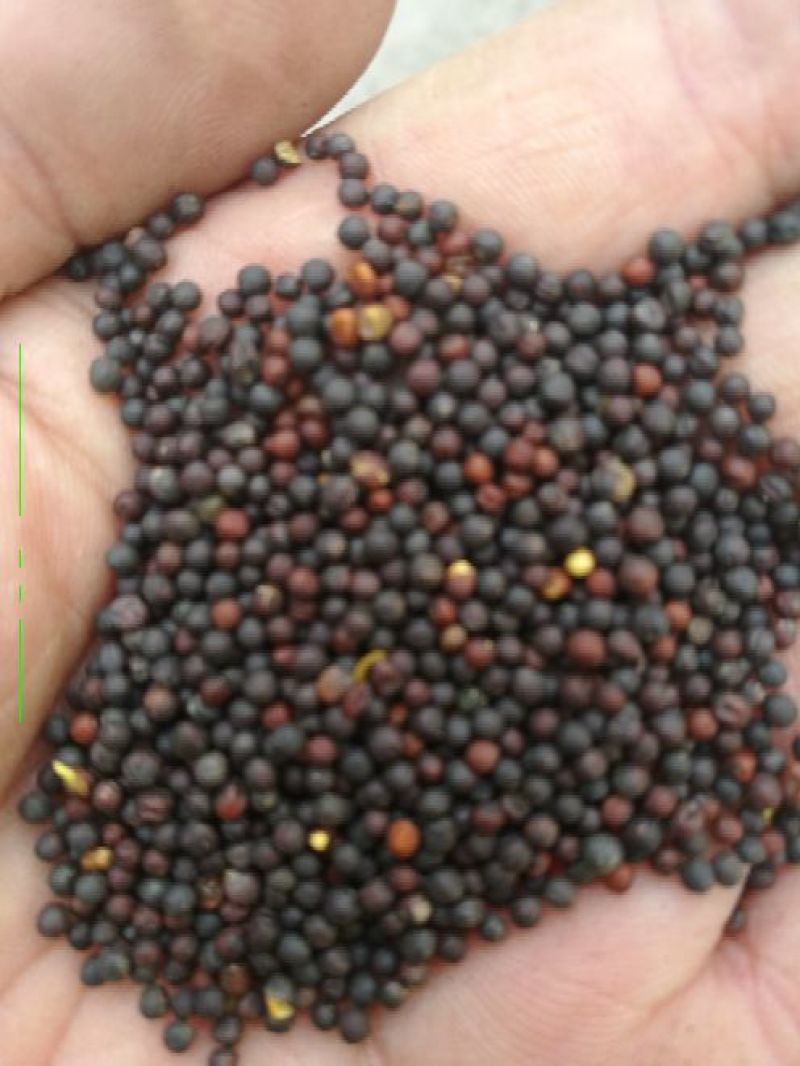 油菜籽1级