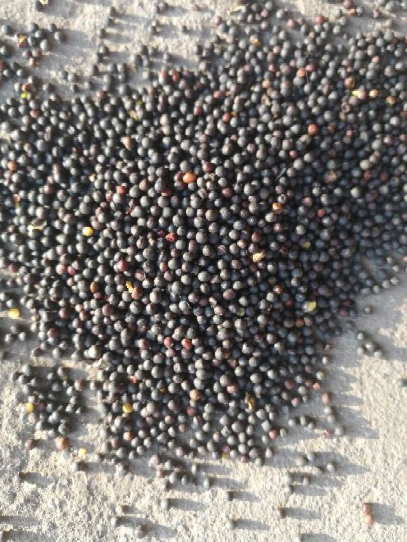 油菜籽1级