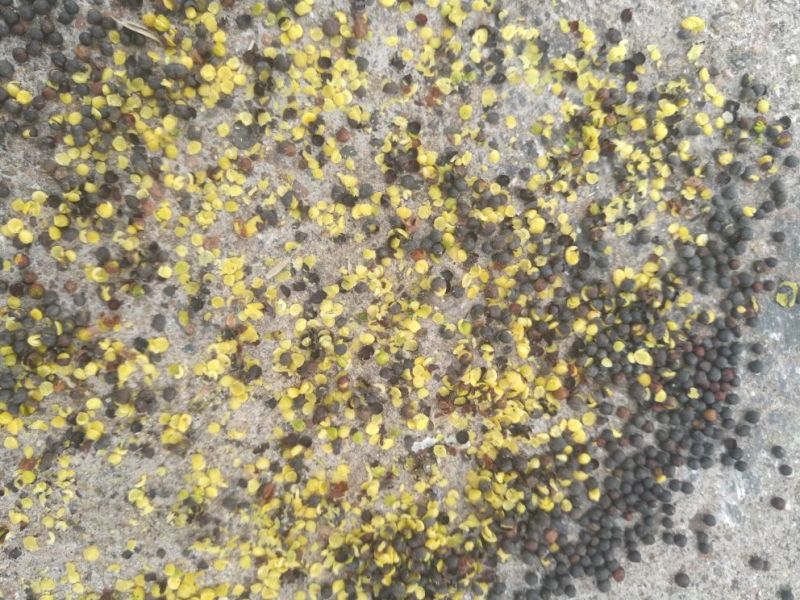 油菜籽1级