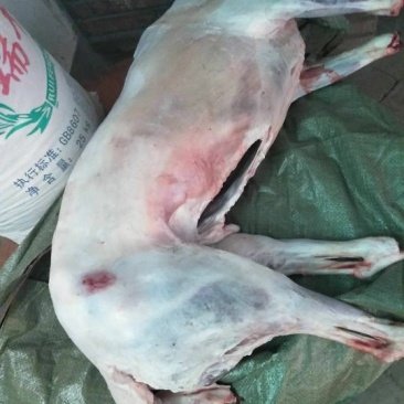 羊肉是带骨绵羊肉