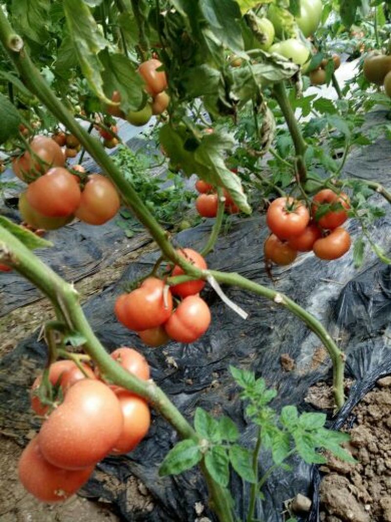 【精选】【产地直供】费县硬粉番茄超市市场档口电商一手货源