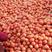 【精选】【产地直供】费县硬粉番茄超市市场档口电商一手货源