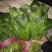 大叶菠菜25~30厘米