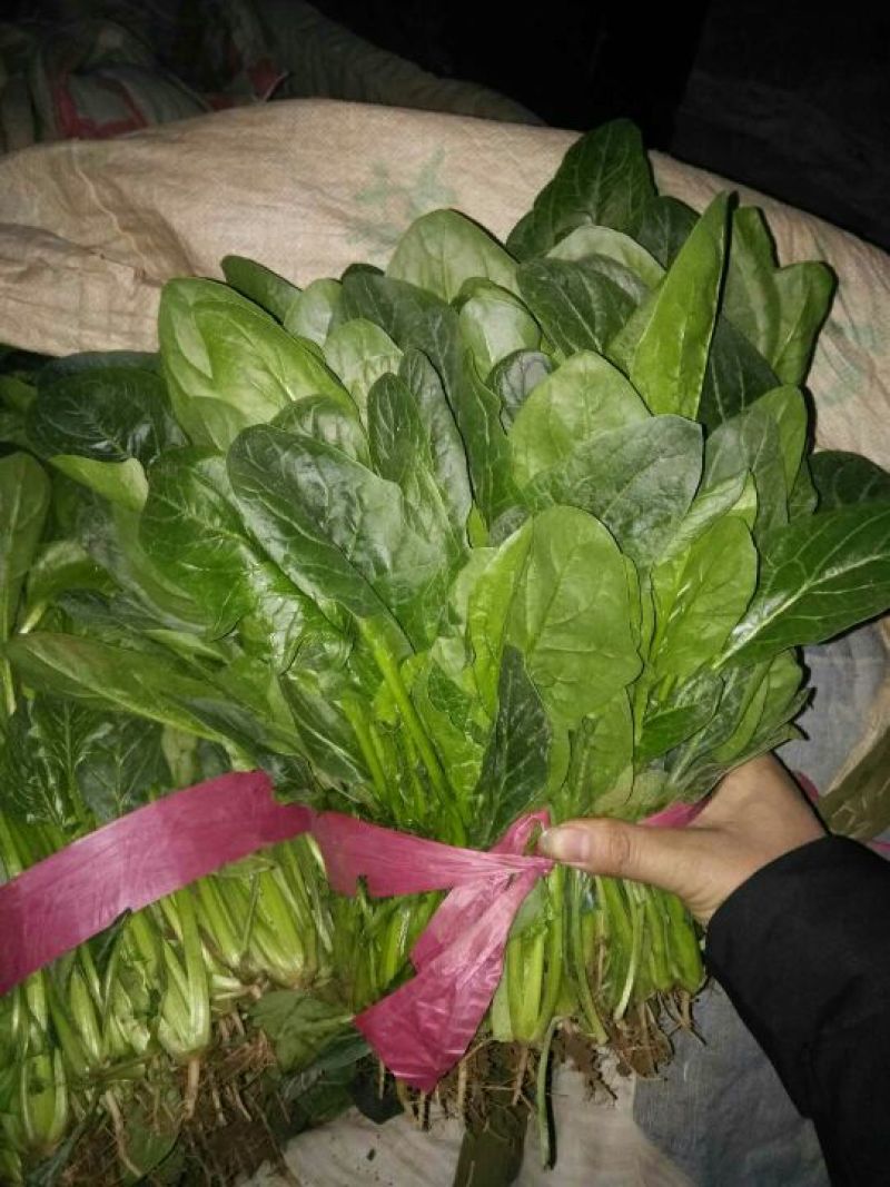大叶菠菜25~30厘米