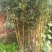 无花果树80~100cm