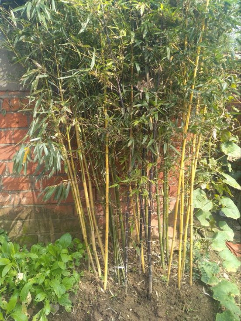 无花果树80~100cm