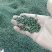 吴茱萸(中花)苗80cm以上江西中花扦插苗挂果苗