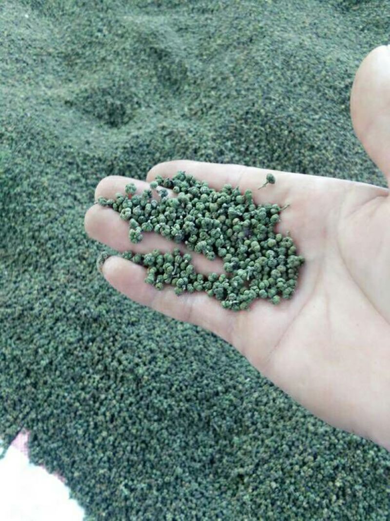 吴茱萸(中花)苗80cm以上江西中花扦插苗挂果苗