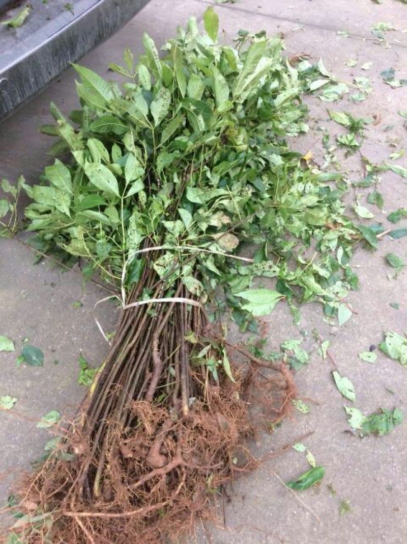 吴茱萸(中花)苗80cm以上江西中花扦插苗挂果苗
