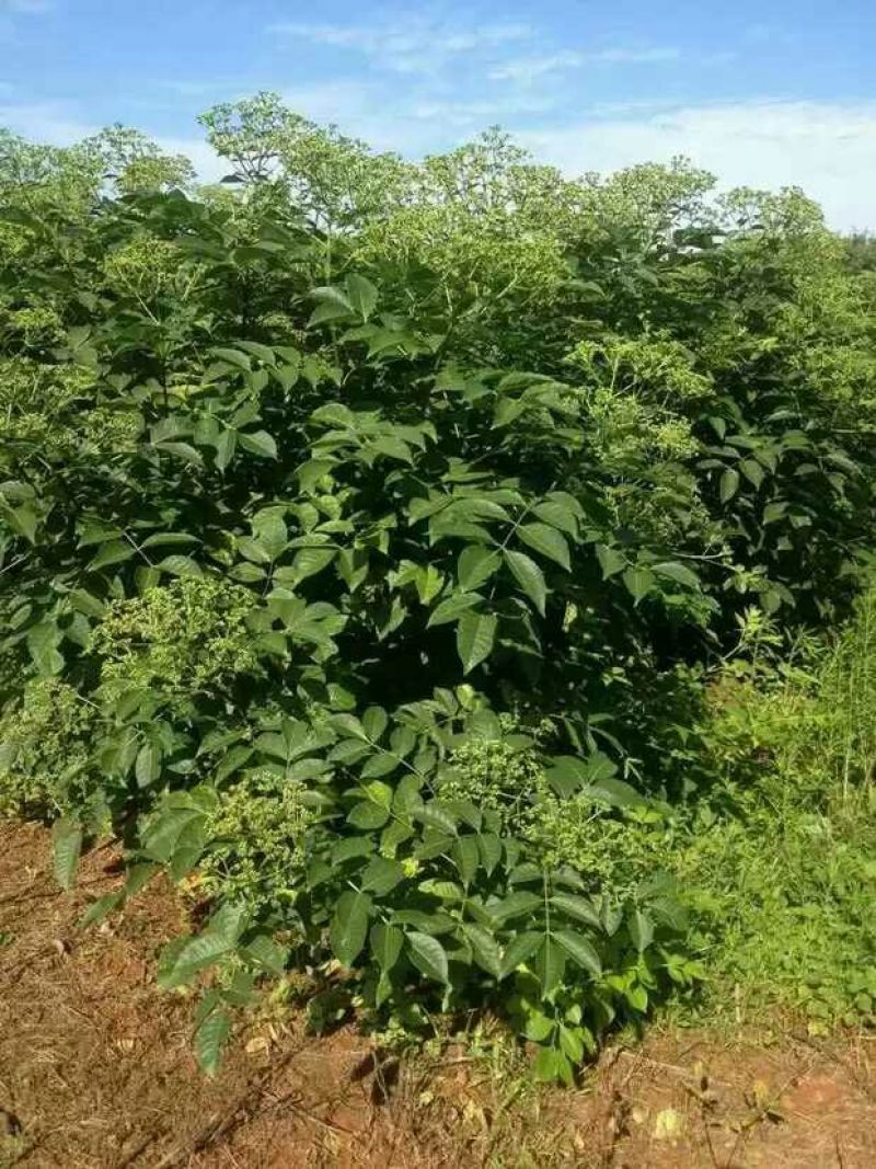 吴茱萸(中花)苗80cm以上江西中花扦插苗挂果苗