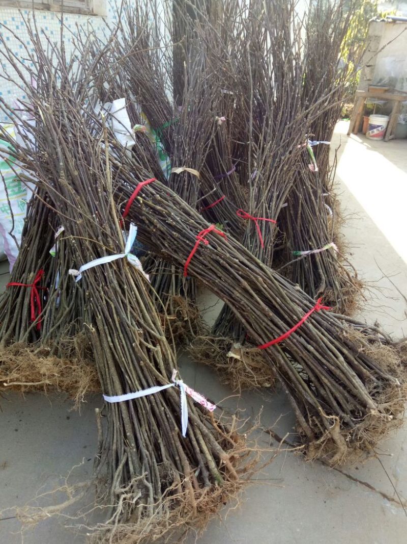 吴茱萸(中花)苗80cm以上江西中花扦插苗挂果苗
