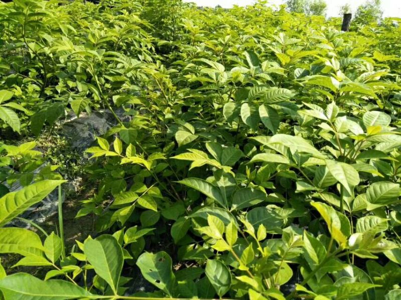 吴茱萸(中花)苗80cm以上江西中花扦插苗挂果苗