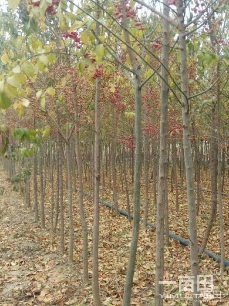 未定杆高度3.8米左右丝绵木