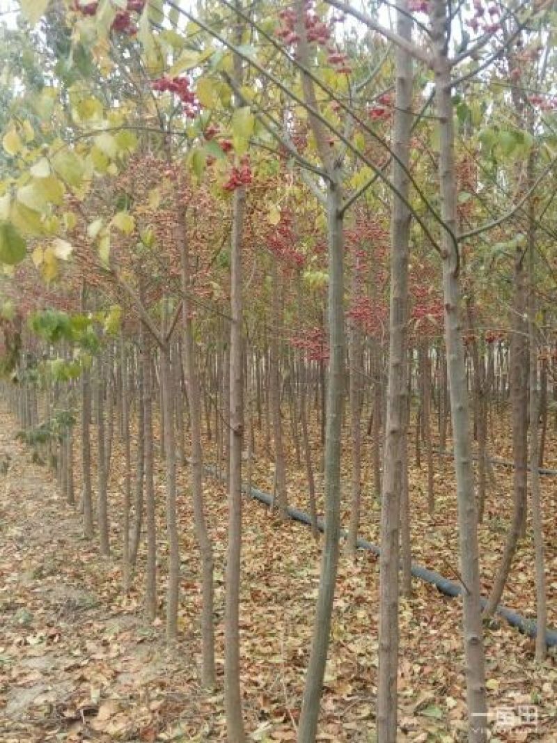未定杆高度3.8米左右丝绵木