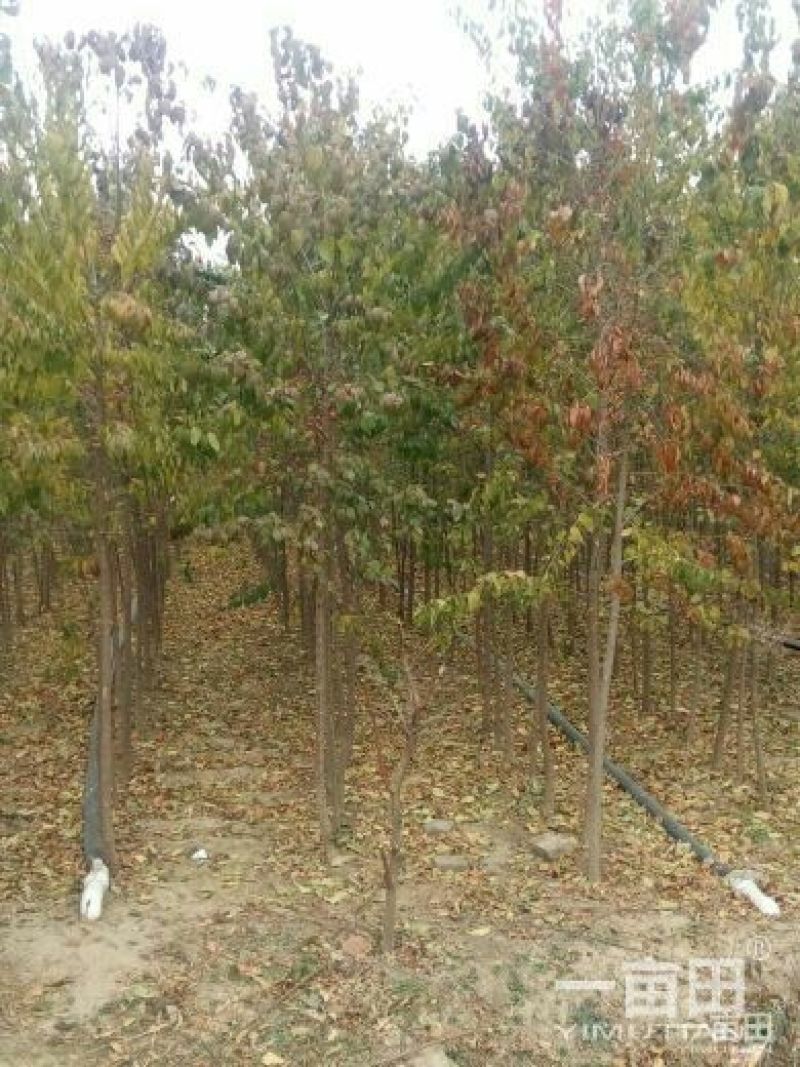 未定杆高度3.8米左右丝绵木