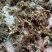 石菖蒲统条