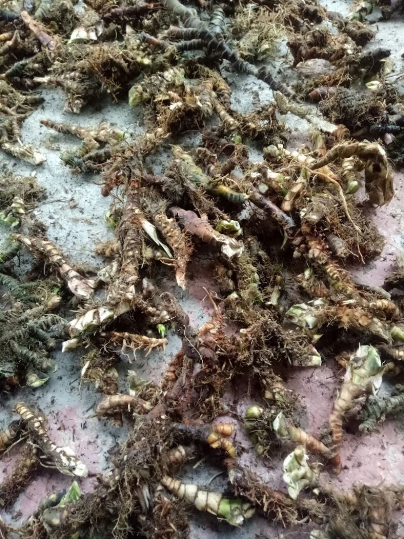 石菖蒲统条