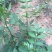花椒苗大红袍九叶青花椒树
