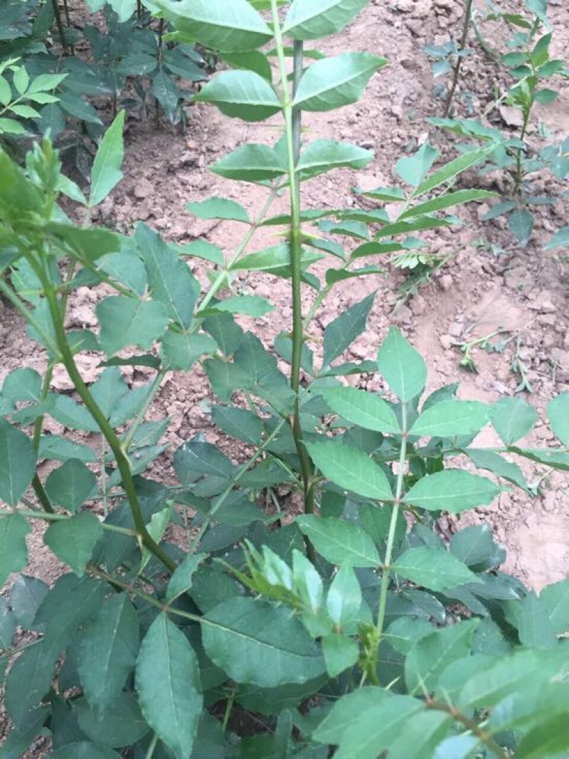 花椒苗大红袍九叶青花椒树