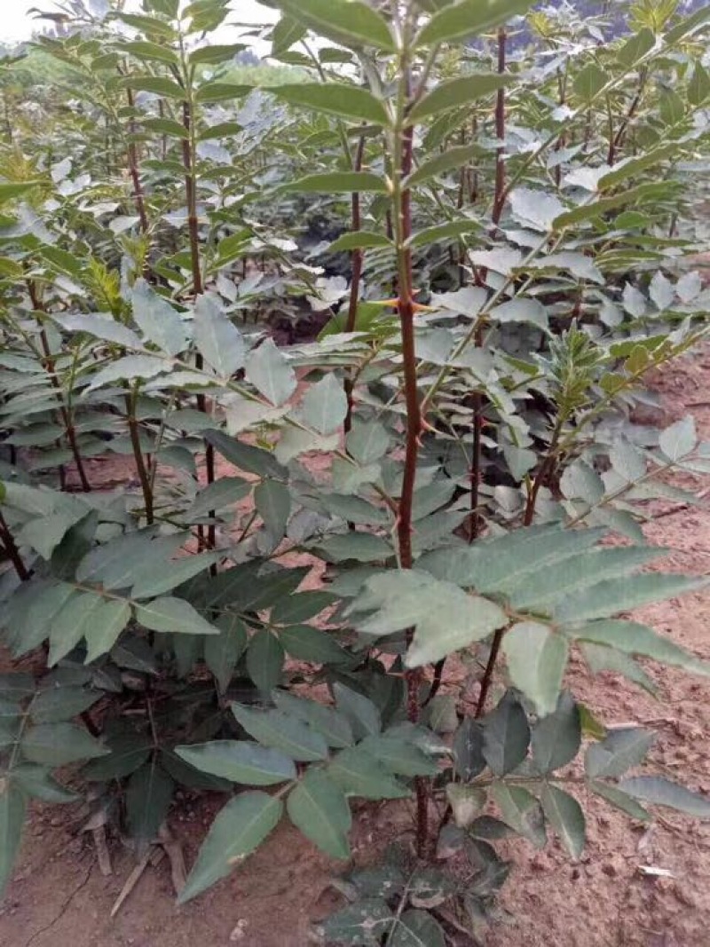花椒苗大红袍九叶青花椒树