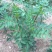 花椒苗大红袍九叶青花椒树