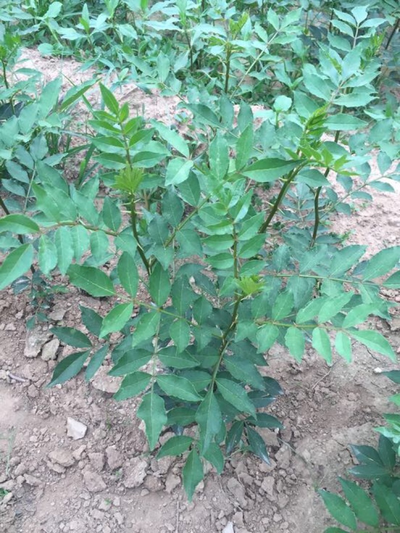 花椒苗大红袍九叶青花椒树