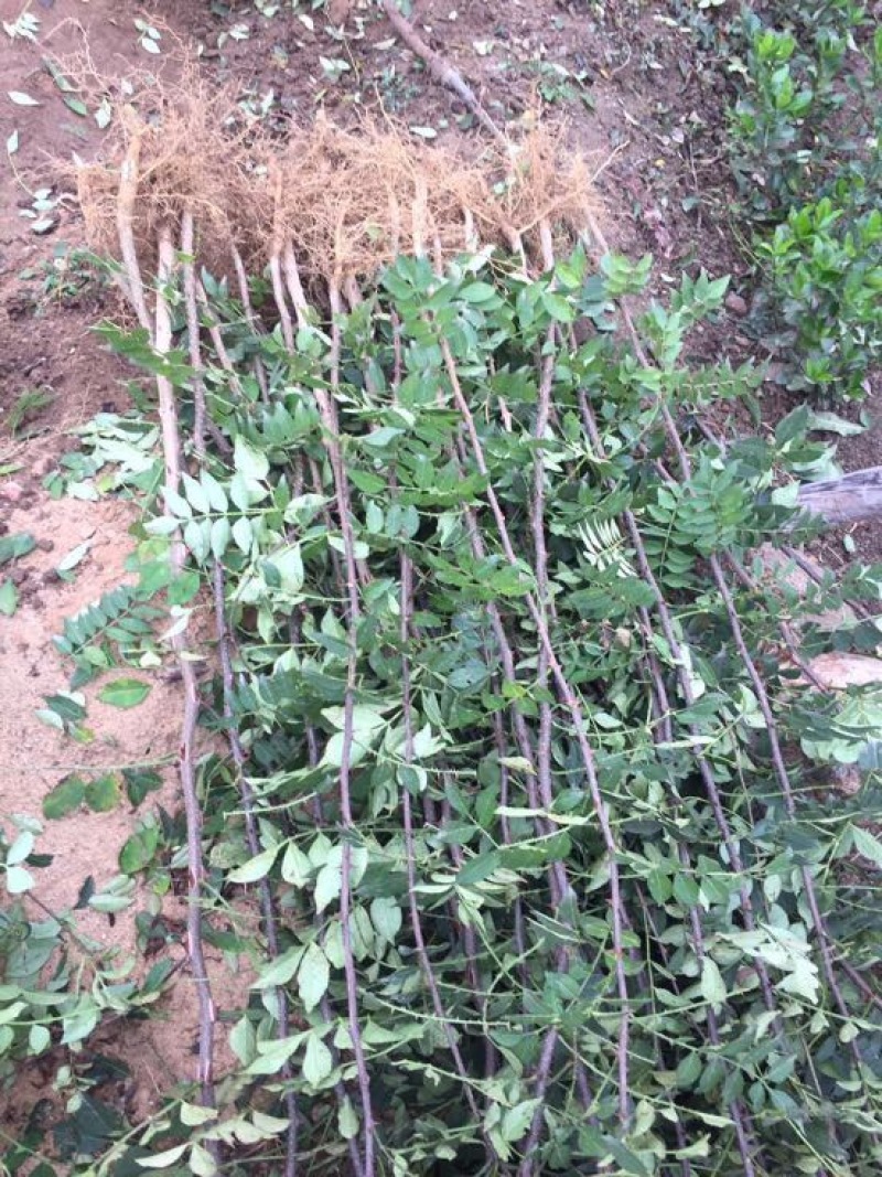花椒苗大红袍九叶青花椒树