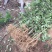 花椒苗大红袍九叶青花椒树